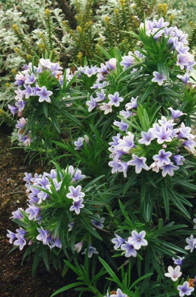 Lithodora zahnii photo